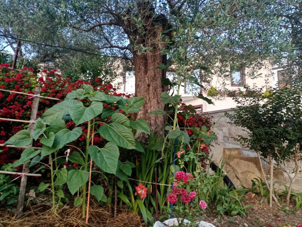 Apartmani Bosco Τίβατ Εξωτερικό φωτογραφία